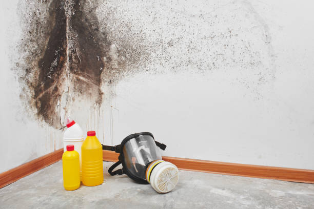 Best Mold Testing and Removal  in Wormleysburg, PA