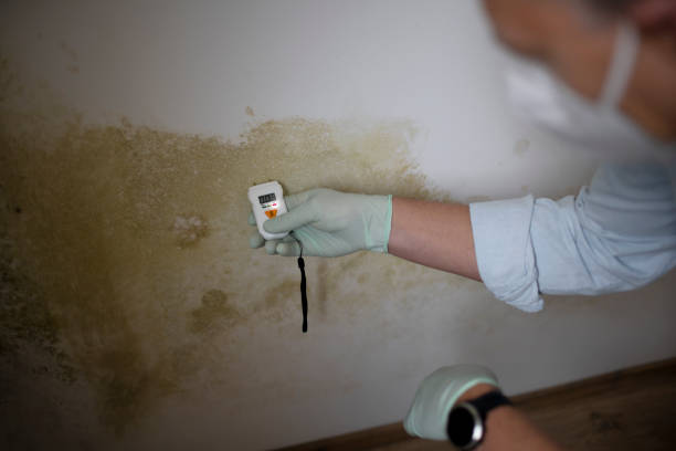 Best Home Mold Removal  in Wormleysburg, PA
