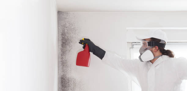 Best Attic Mold Removal  in Wormleysburg, PA