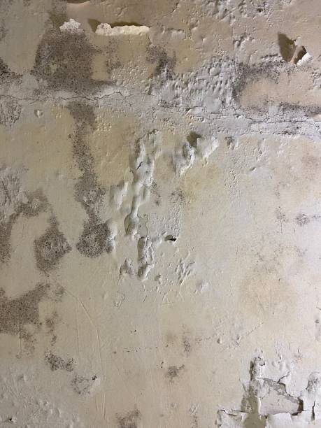 Professional Mold Removal in Wormleysburg, PA