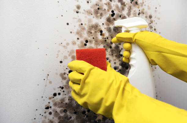 Best Office Mold Removal Services  in Wormleysburg, PA