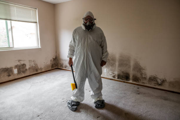 Best Local Mold Removal Service  in Wormleysburg, PA