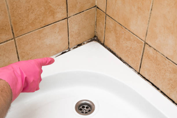 Best Black Mold Removal  in Wormleysburg, PA